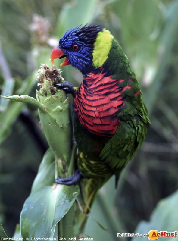 /public/fotos/lorikeet-23052006_small.jpg