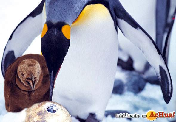 /public/fotos/pinguin_egg_baby_small.jpg