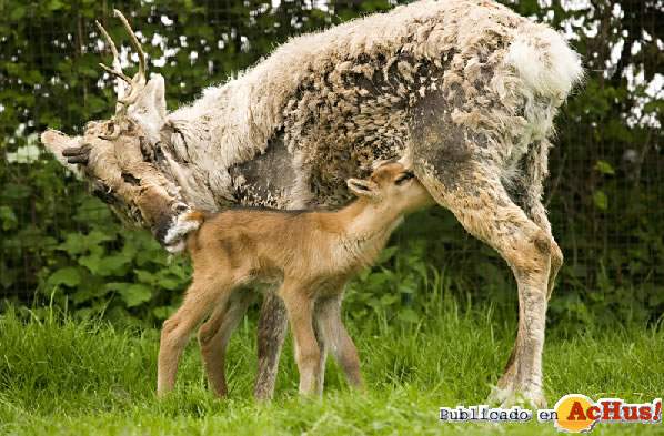 /public/fotos/renos-zoo-santillana_small.jpg
