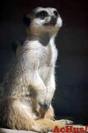 /public/fotos/suricata-15062007_small.jpg