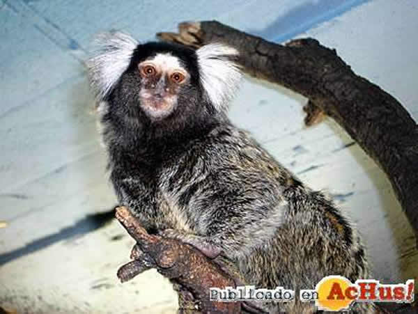 /public/fotos/titi-de-pincel-blanco.jpg