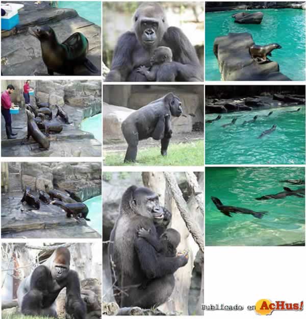 /public/fotos/zooBarcelona-14112006_small.jpg