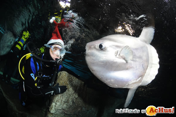 /public/fotos2/004-AQUARIUMBCN_immersioBARRUFET_2008.jpg