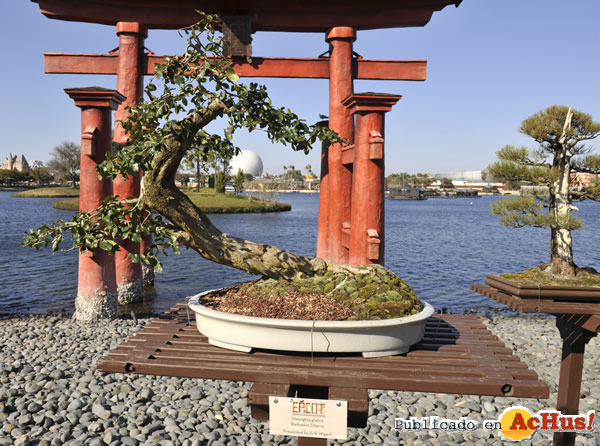 /public/fotos2/17th-Epcot-Flower-11.jpg