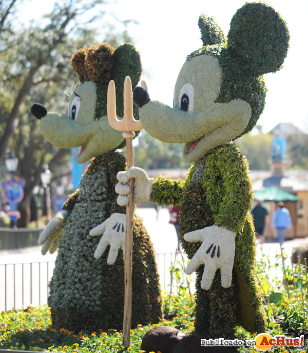 /public/fotos2/17th-Epcot-Flower-12.jpg