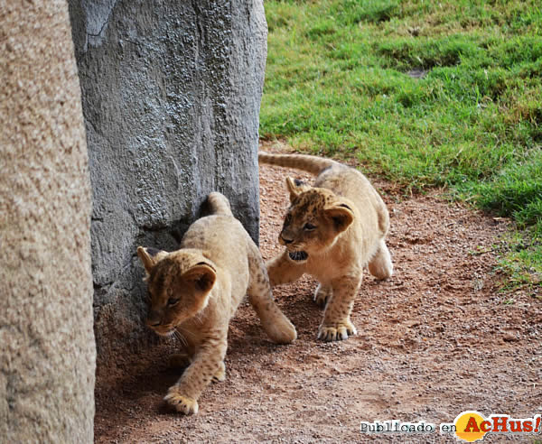 /public/fotos2/2-nuevos-cachorros-Sabana-africana-16102013.jpg