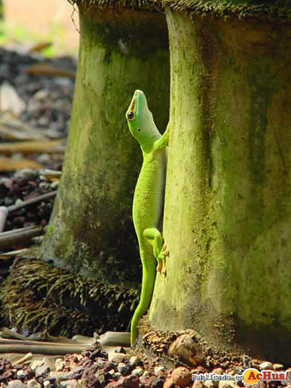 /public/fotos2/21-Gecko-diurno-Madagascar-28042009.jpg
