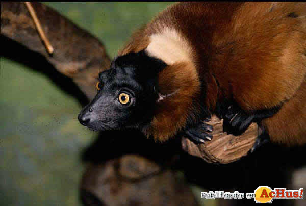 /public/fotos2/22-Lemur-rufo-28042009.jpg