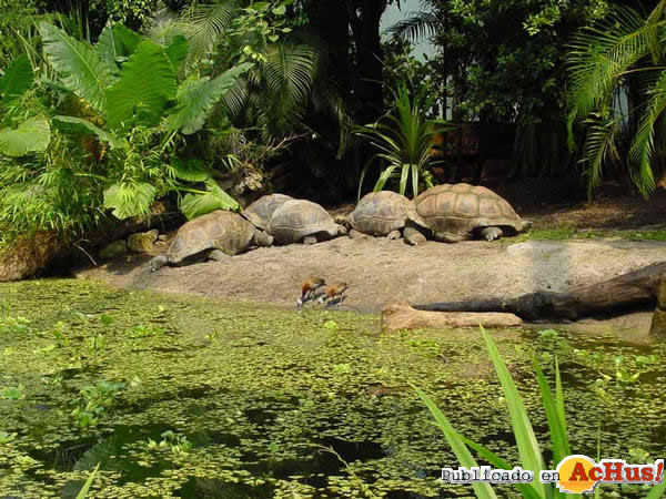 /public/fotos2/23-Tortugas-Aldabra-28042009.jpg