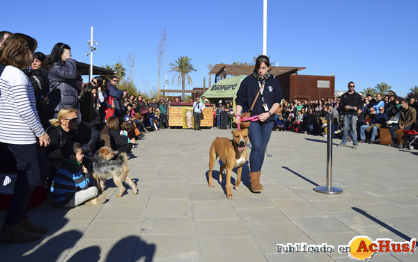 /public/fotos2/3er-desfile-solidario-perros-01-15122013.jpg