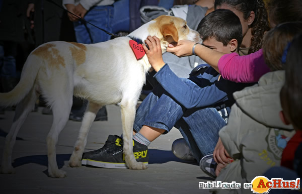 /public/fotos2/3er-desfile-solidario-perros-02-15122013.jpg