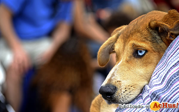 /public/fotos2/4-desfile-solidario-de-perros-abandonados-18052013.jpg