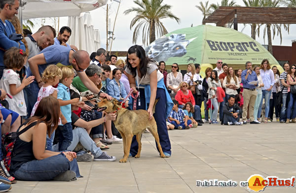 /public/fotos2/4-desfile-solidario-perros-abandonados-18-05-14.jpg