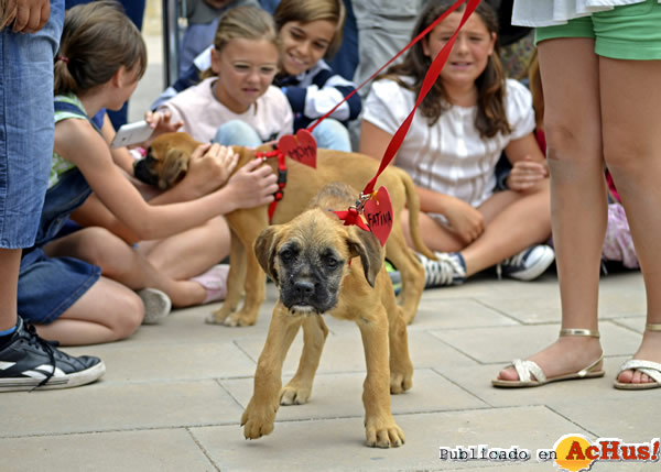 /public/fotos2/4-desfile-solidario-perros-abandonados-18052014.jpg