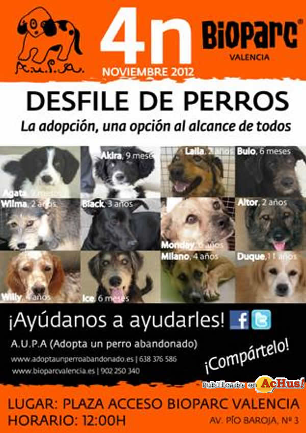 /public/fotos2/Adopta-Un-Perro-Abandonado.jpg
