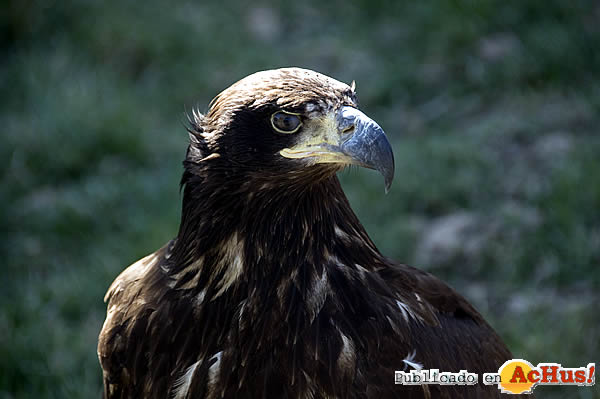 /public/fotos2/Aguila-Calva-2009.jpg
