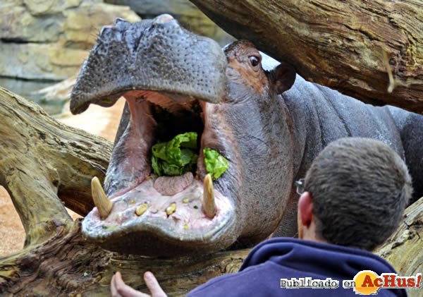 /public/fotos2/Alimentacion-hipopotamos-24032014.jpg