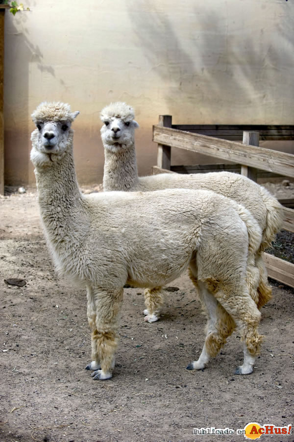 /public/fotos2/Alpacas-22032012.jpg