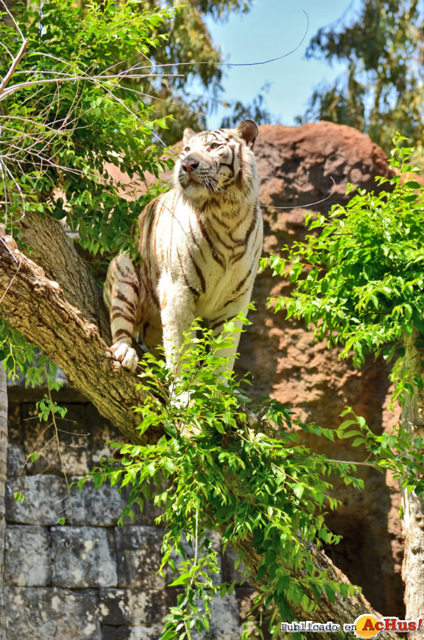 /public/fotos2/Ankur-subido-a-un-arbol-31052013.jpg