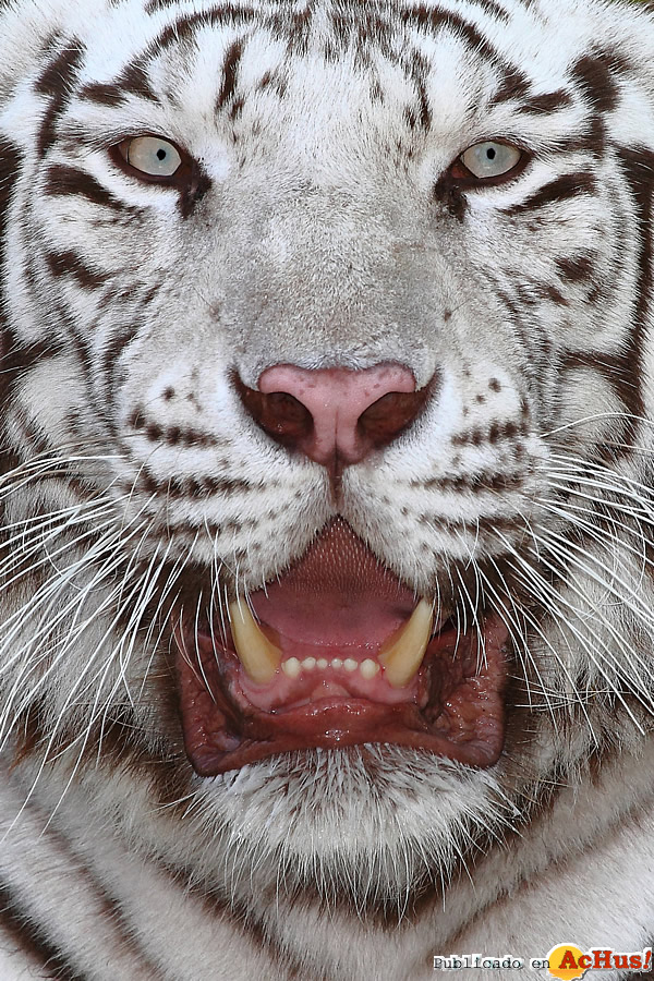 /public/fotos2/Ankur-tigre-blanco-02112012.jpg