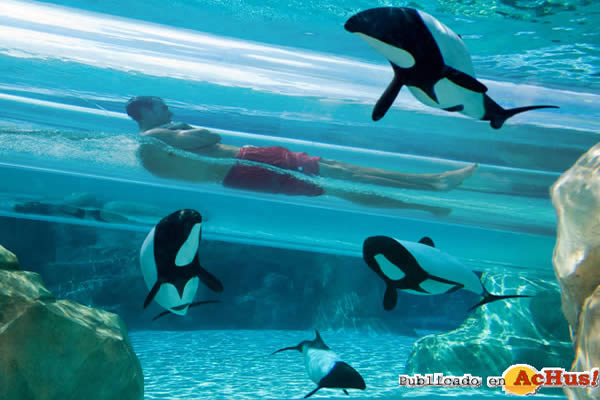 /public/fotos2/Aquatica-DolphinPlunge.jpg
