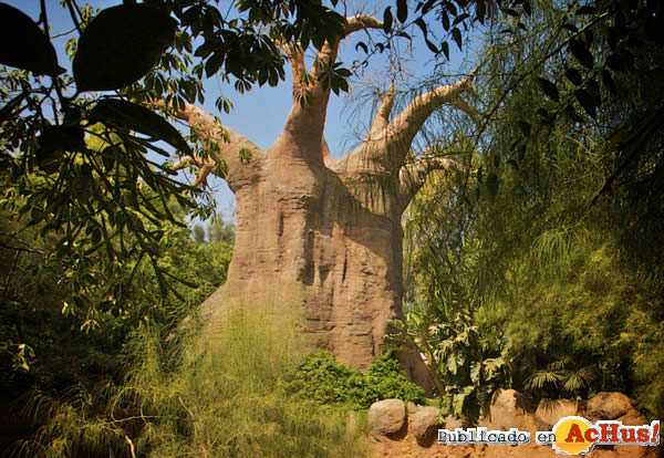 /public/fotos2/Arbol-Baobab-Bioparc-Fuengirola-26012012.jpg