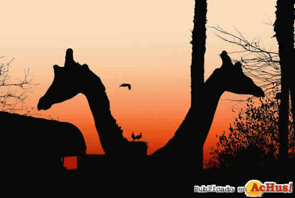 /public/fotos2/Atardecer-Zoo-01072014.jpg