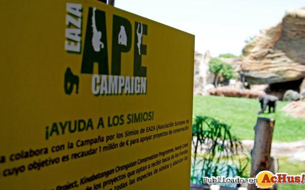 /public/fotos2/Ayuda-Simios-Bioparc-Valencia-09122011.jpg