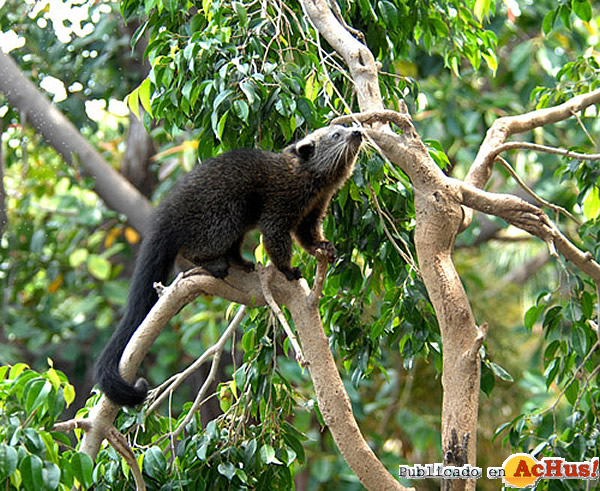 /public/fotos2/BINTURONG-EN-ARBOL-01062012.jpg