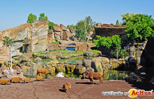 /public/fotos2/BIOPARC-VALENCIA-14082013.jpg