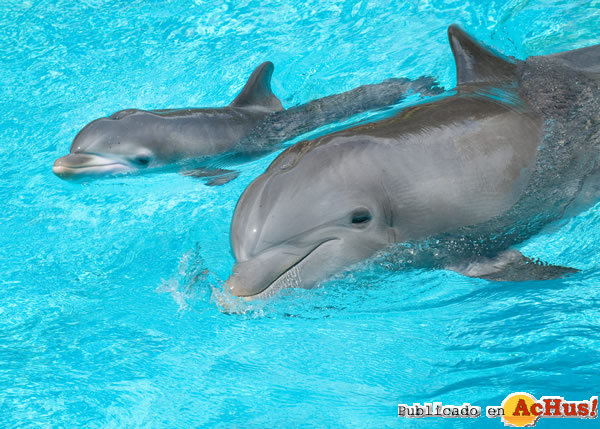 /public/fotos2/BabyDolphin-04052010.jpg