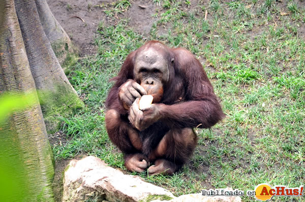 /public/fotos2/Banggi-orangutan-07082014.jpg
