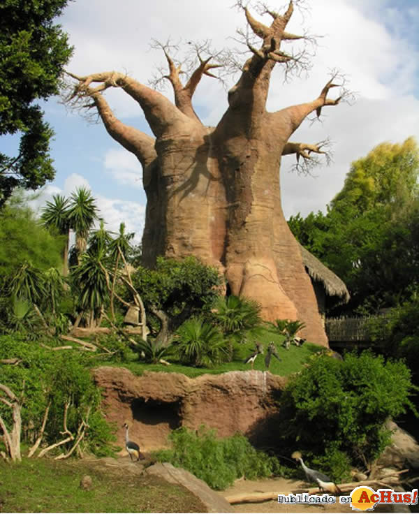 /public/fotos2/Baobab-18012011.jpg