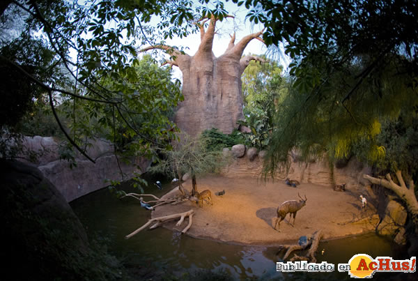 /public/fotos2/Baobab-en-Bioparc-Fuengirola-19052011.jpg