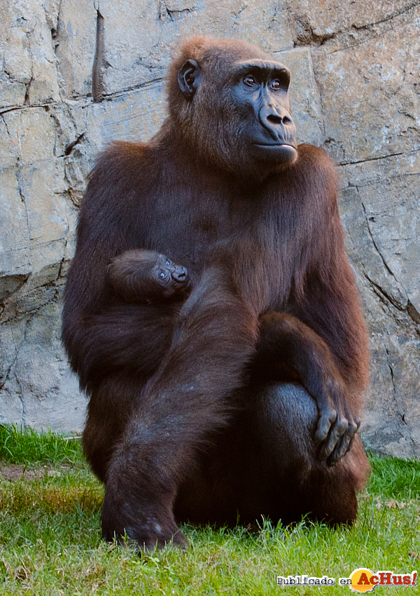 /public/fotos2/Bebe-gorila-2-26112012.jpg