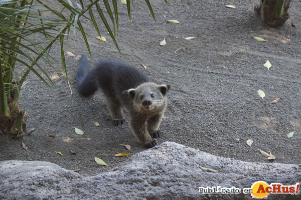 /public/fotos2/Binturong-01062011.jpg