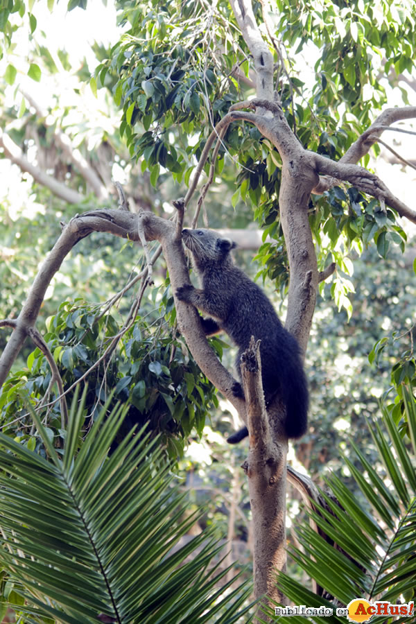 /public/fotos2/Binturong-2-01062011.jpg