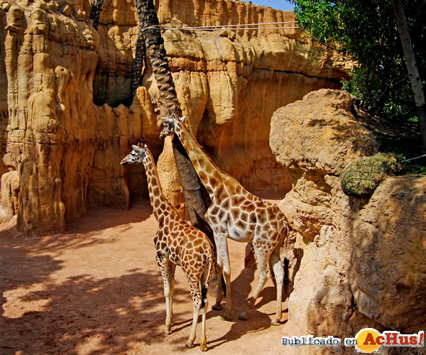 /public/fotos2/Bioparc-02-18032011.jpg
