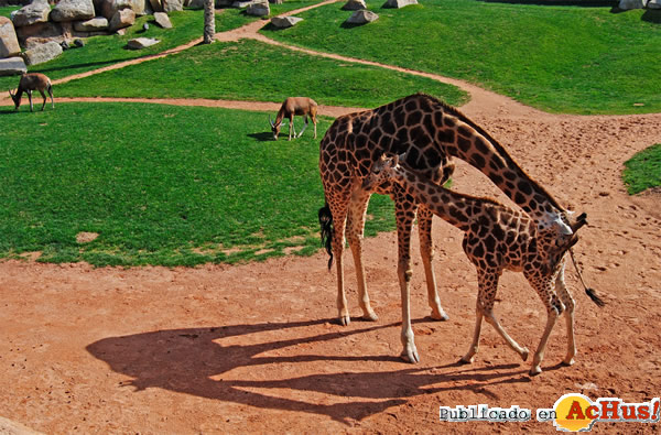 /public/fotos2/Bioparc-03-18032011.jpg