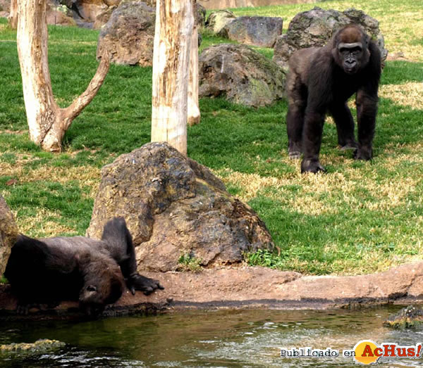 /public/fotos2/Bioparc-Aniversario-152010.jpg