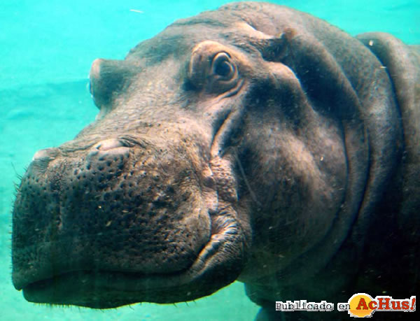 /public/fotos2/Bioparc-Aniversario-162010.jpg