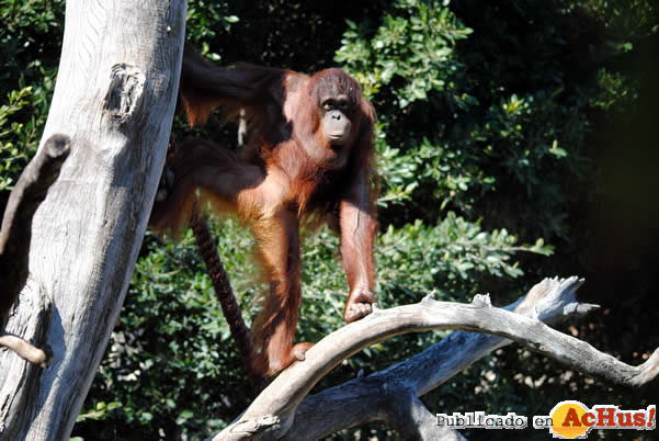 /public/fotos2/Bioparc-Fuengirola-14082013.jpg