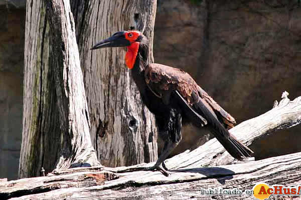 /public/fotos2/Bioparc-Fuengirola-2102013.jpg