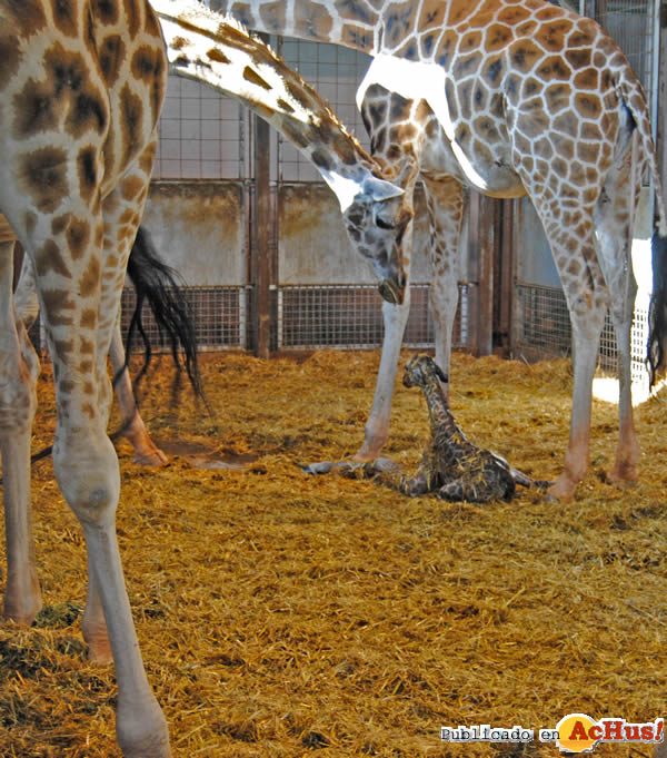 /public/fotos2/Bioparc-Valencia-03.jpg