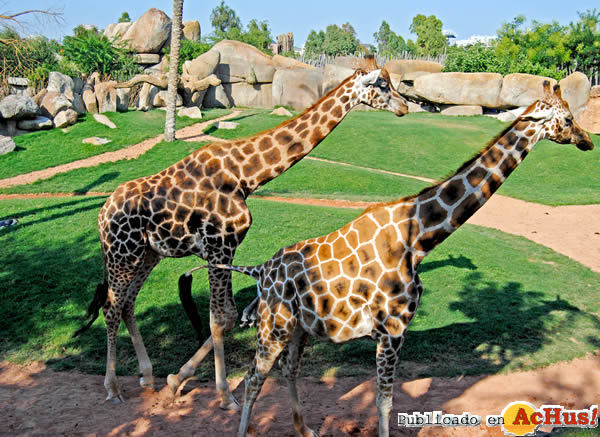 /public/fotos2/Bioparc-Valencia-04.jpg