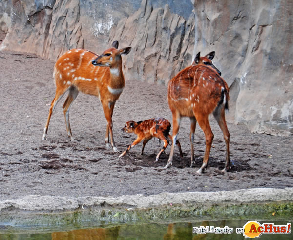 /public/fotos2/Bioparc-Valencia-05.jpg