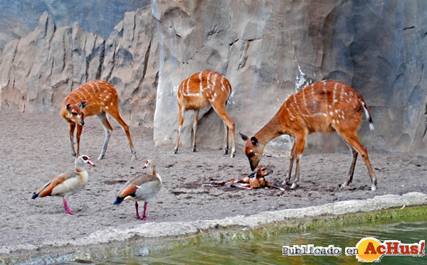 /public/fotos2/Bioparc-Valencia-06.jpg
