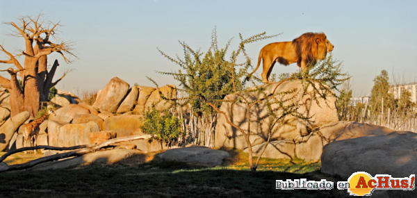 /public/fotos2/Bioparc-Valencia-29022012.jpg