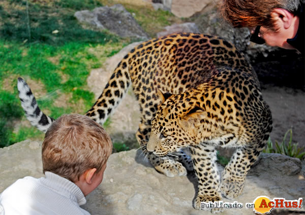 /public/fotos2/Bioparc-Valencia-crias-leopardo-20052011.jpg