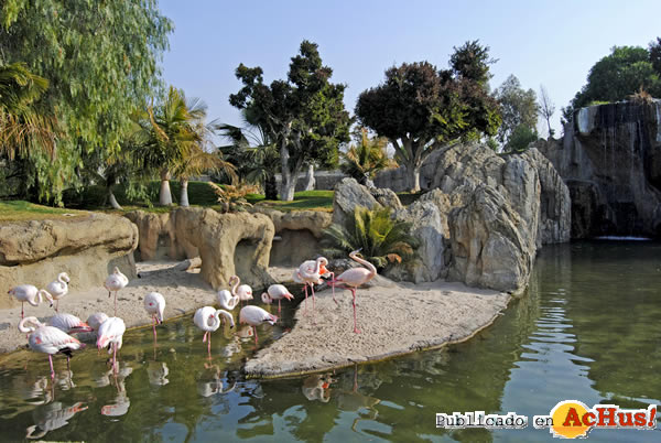 /public/fotos2/Bioparc-Valencia-flamencos-13052011.jpg